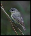 _6SB0945 warbling vireo